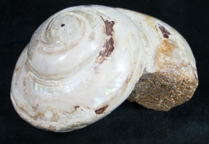 Giant Fossil Snail (Pleurotomaria) - Madagascar #9542